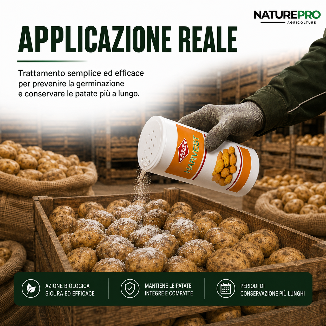 Harvest Ritardante Germogliamento Patate 1 kg | Antigermogliante Naturale polvere post raccolta