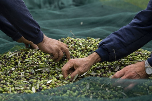 Olive harvesting net with reinforced anti-thorn eyelets